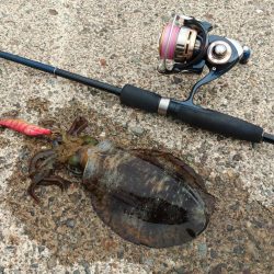 越前デイエギング